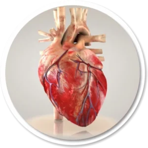 CORAÇÃO ANTI-INFARTO